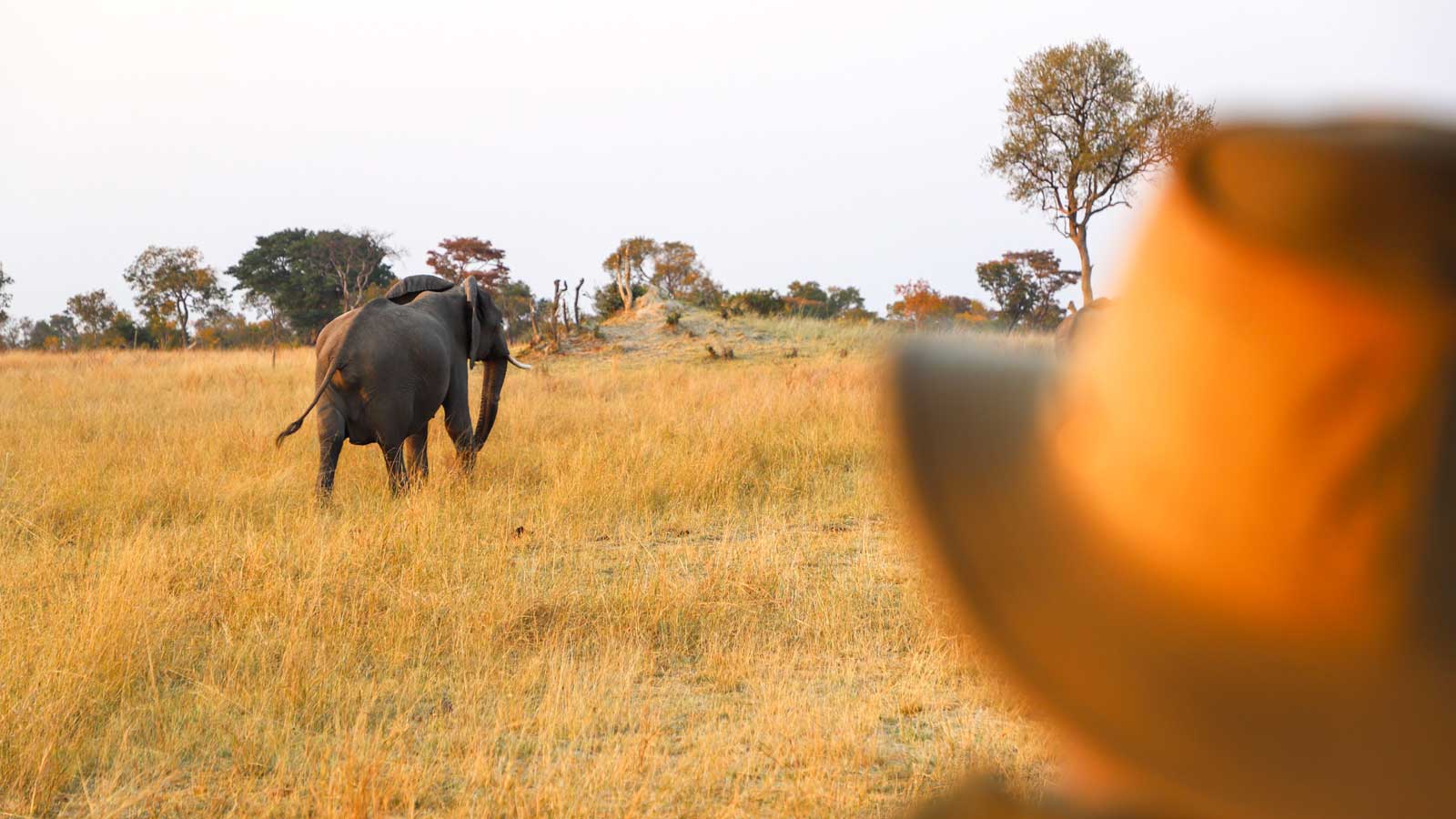 7days-tanzania-selousandruaha-luxury-honeymoon-safari