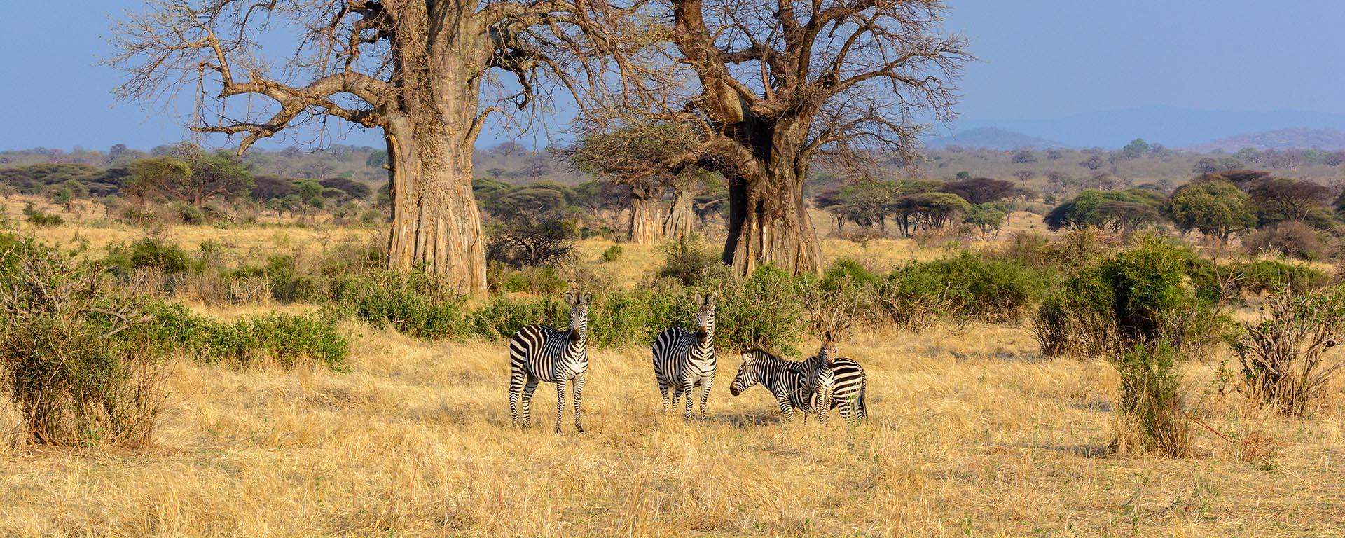 7days-tanzania-selousandruaha-flying-family-safari