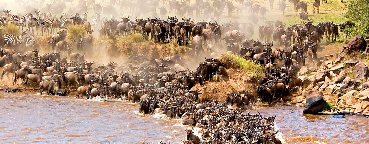 5days-serengeti-migration-river-crossing-luxury-honeymoon