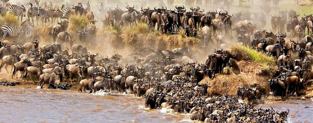 5days-serengeti-migration-river-crossing-family-safari-julytooctober