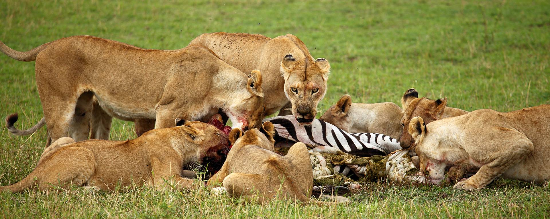 3-days-serengeti-luxury-honeymoon-safari