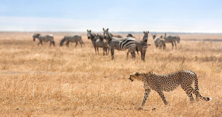 3-days-serengeti-luxury-honeymoon-safari