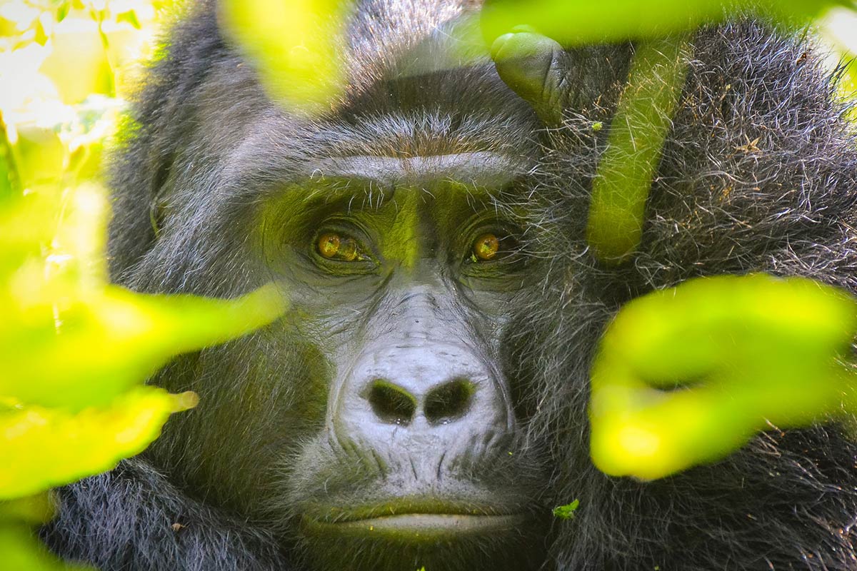 18days-ultimate-uganda-gorilla-trekkingandsafari