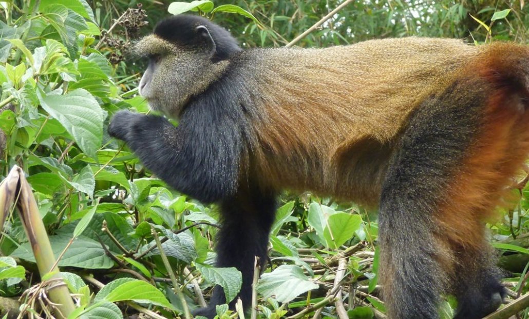 4days-rwanda-gorillaandsafari-adventure