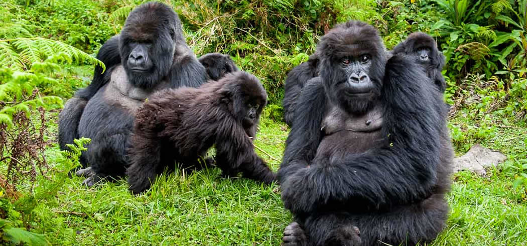 3days-rwanda-gorilla-tracking-safari