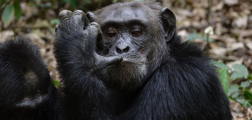 2days-bwindi-gorilla-safari-through-kigali