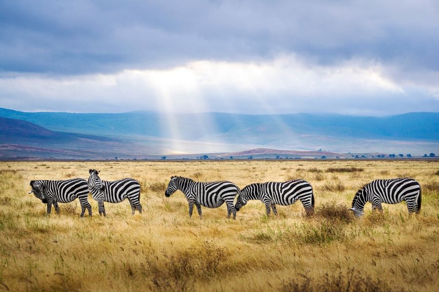 8days-great-serengeti-migration-luxury-honeymoon-safari