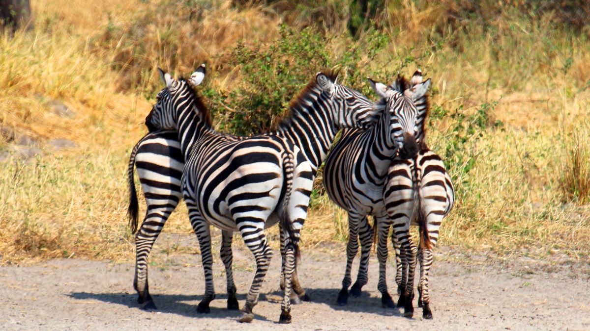 8days-tanzania-selousandruaha-luxury-honeymoon-safari