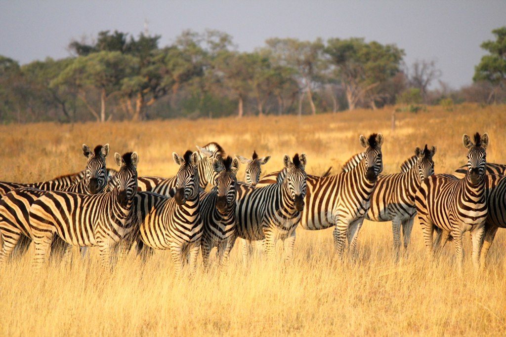 5days-okavango-unforgetable-botswana-safari