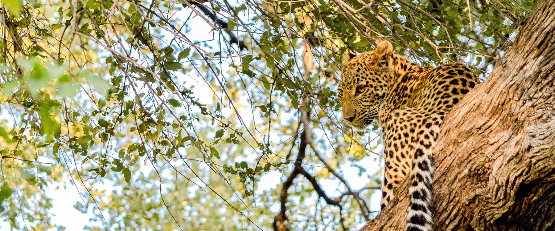 5days-okavango-unforgetable-botswana-safari