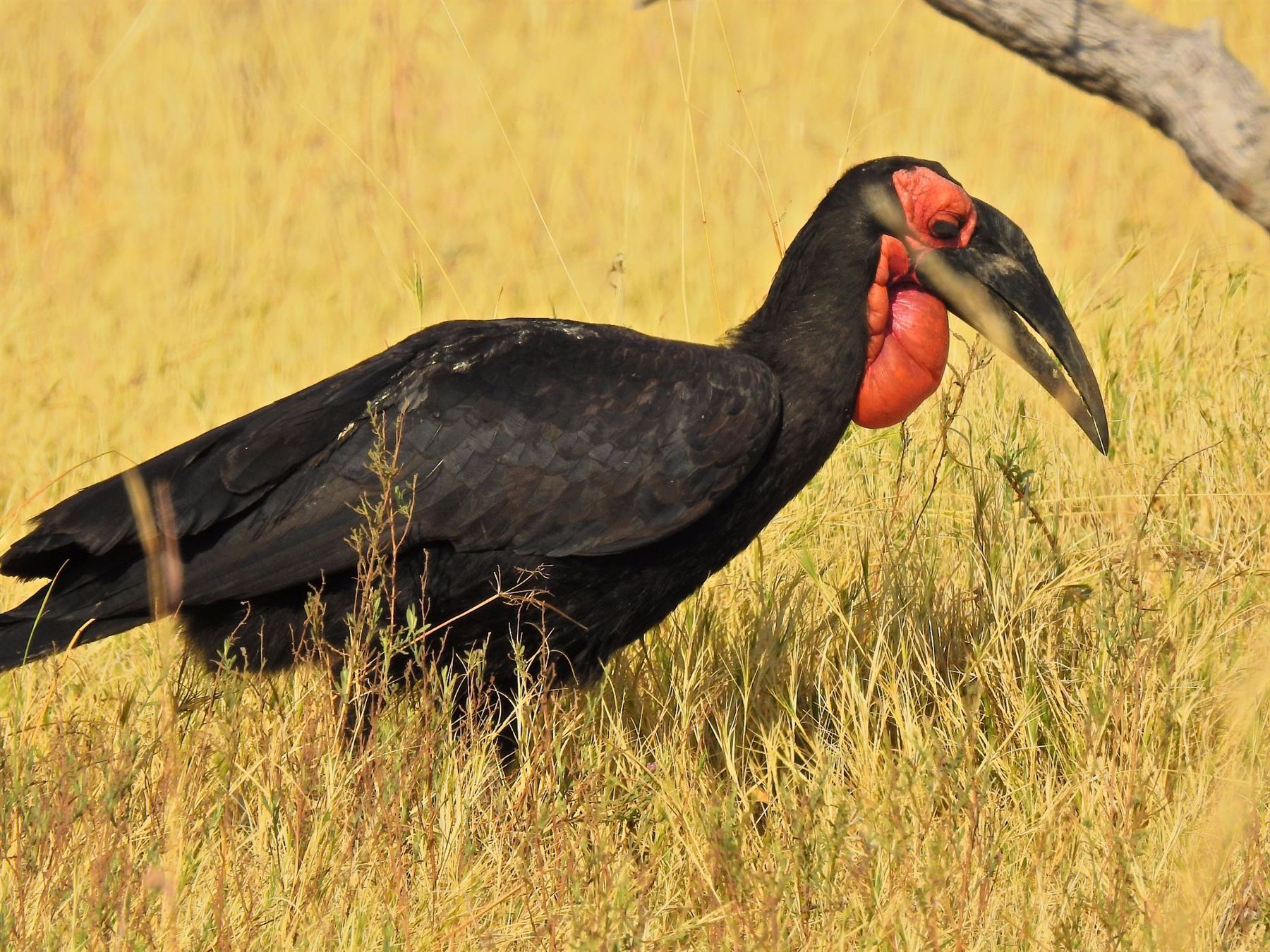 9days-northern-botswana-birding-safari