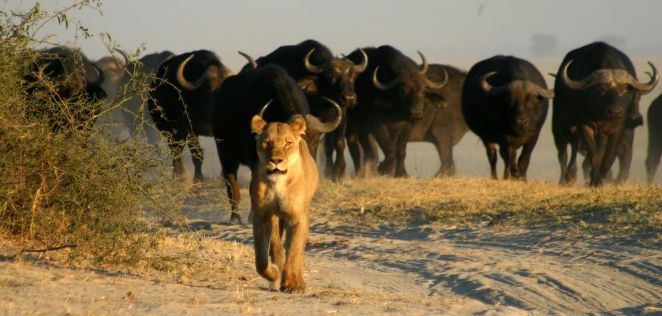 10days-botswana-camping-safari