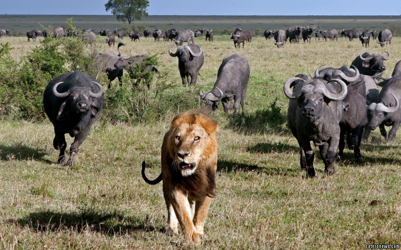9days-botswana-buffalo-trail-camping-safari