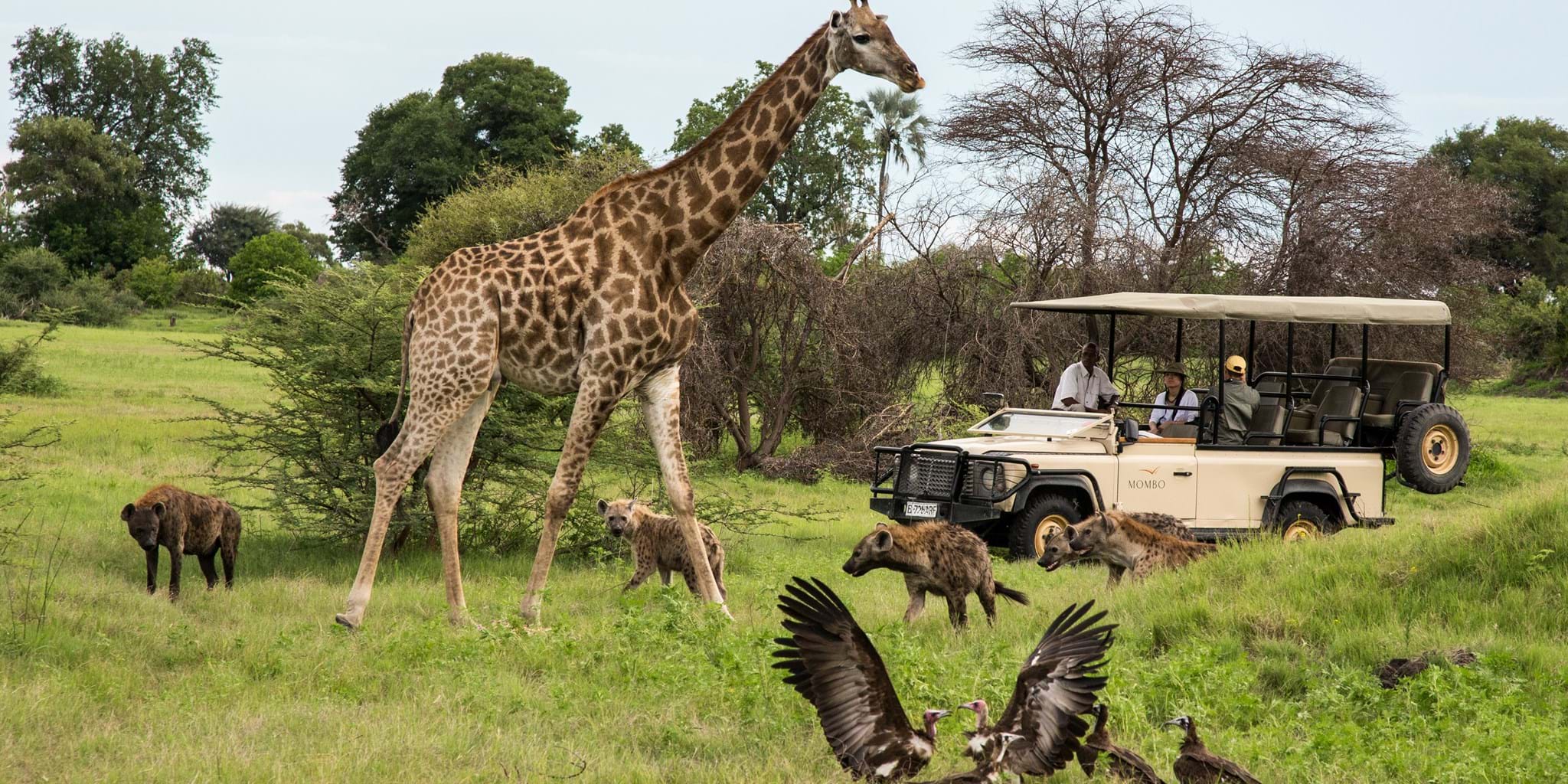 9days-ultimate-family-safariinbotswana