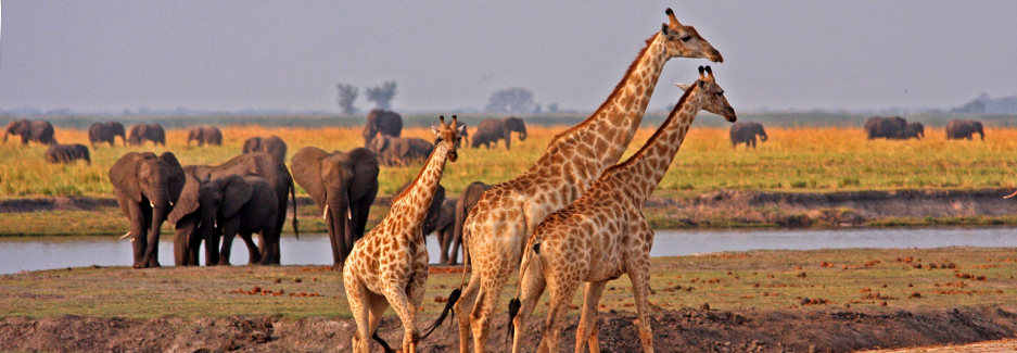 8days-botswana-africa-safari