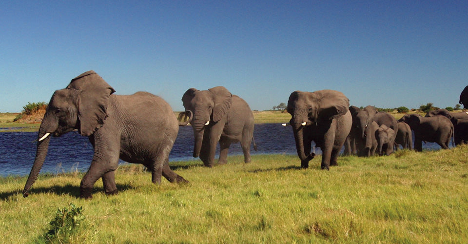 8days-botswana-africa-safari
