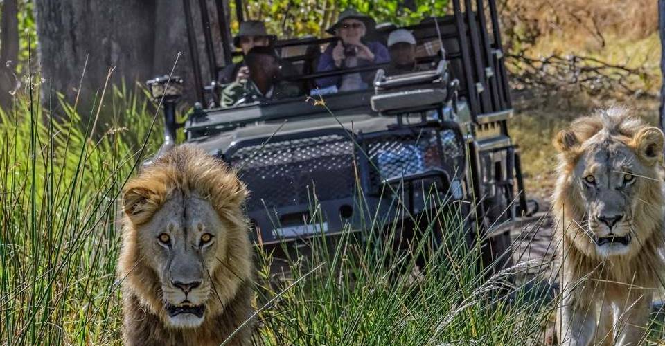 7days-botswana-lodge-safari