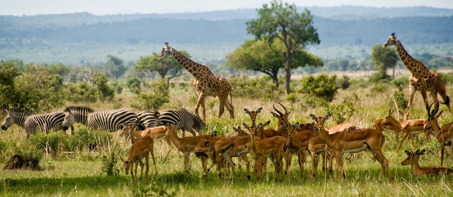 7day-selous-mikumi-ruaha-tanzania-bigfive-safari