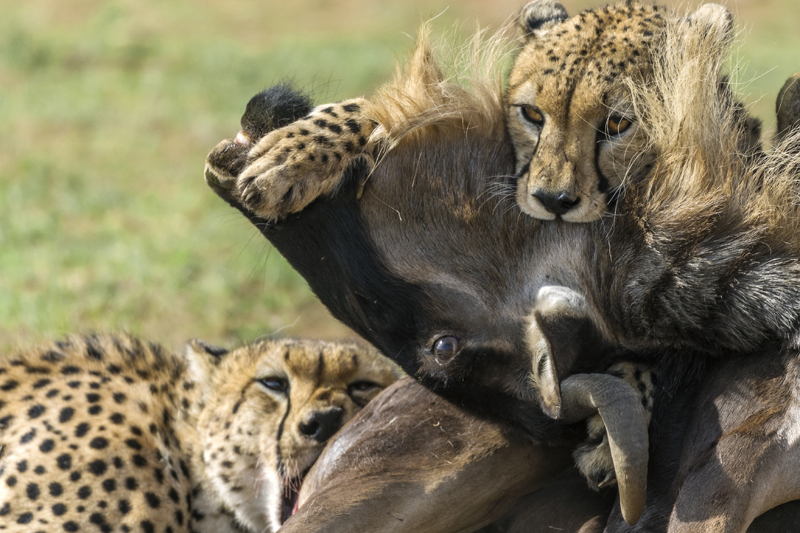7days-tanzania-luxury-family-simba-safari