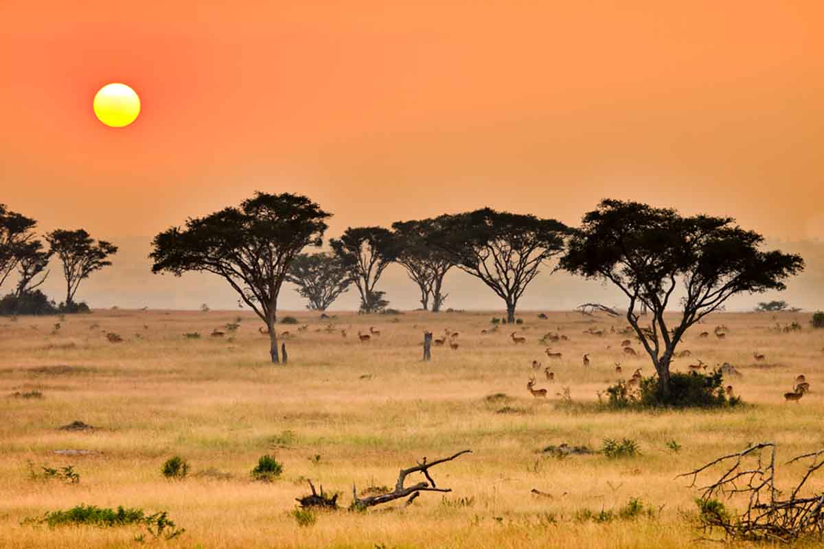 Home:-Descover-ultra-Luxury-African-Safaris