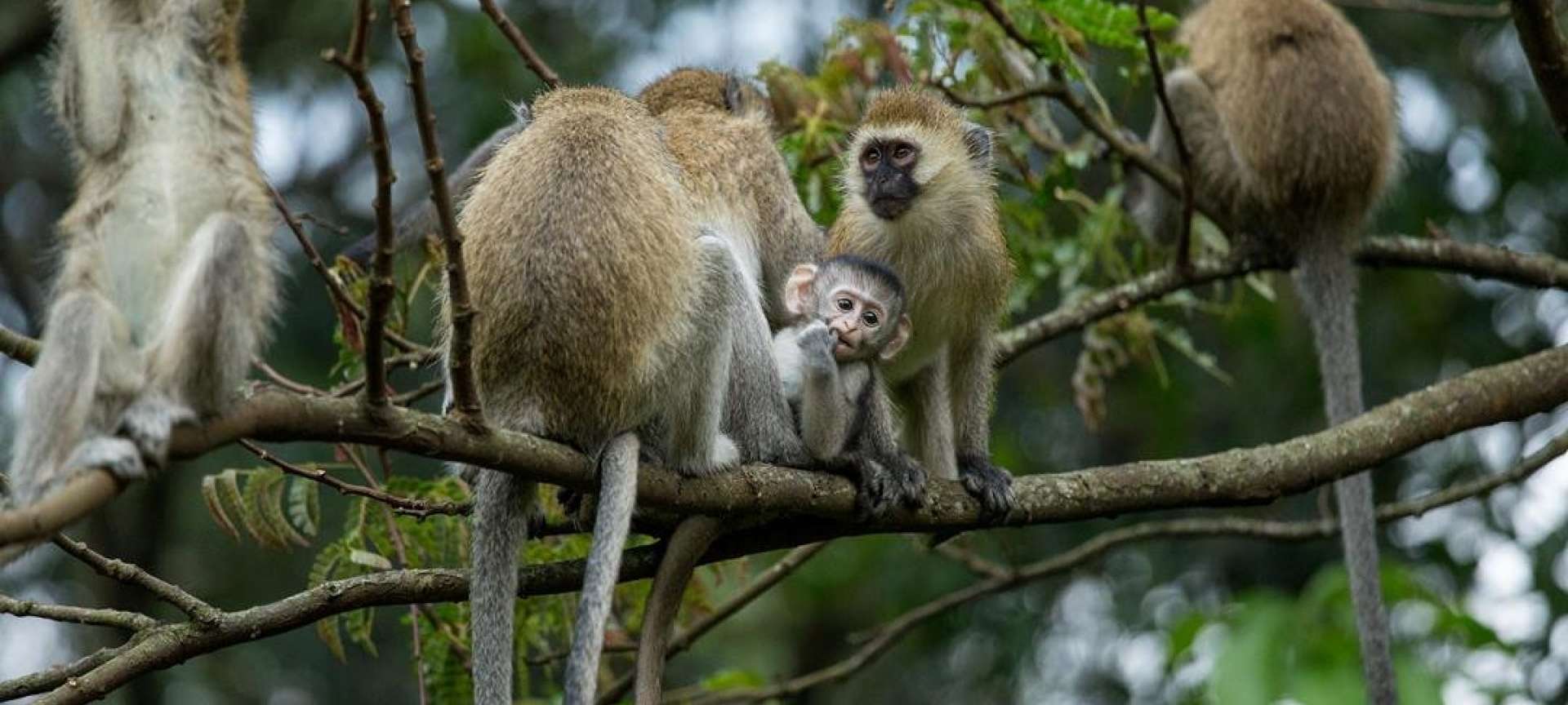 3days-nyungwe-primates-safari