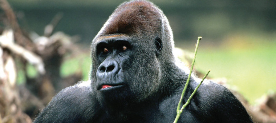 8days-lowlandandmountain-gorillas