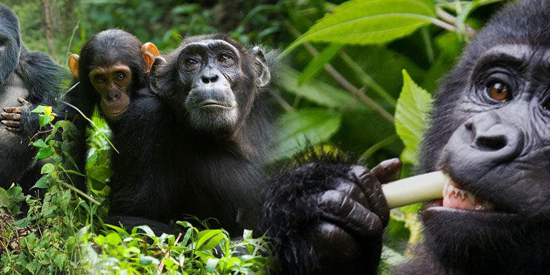 6days-gorillaandchimpanzee-rwanda-safari
