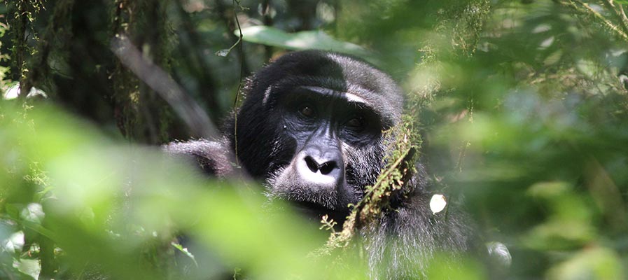 6days-gorillaandchimpanzee-rwanda-safari