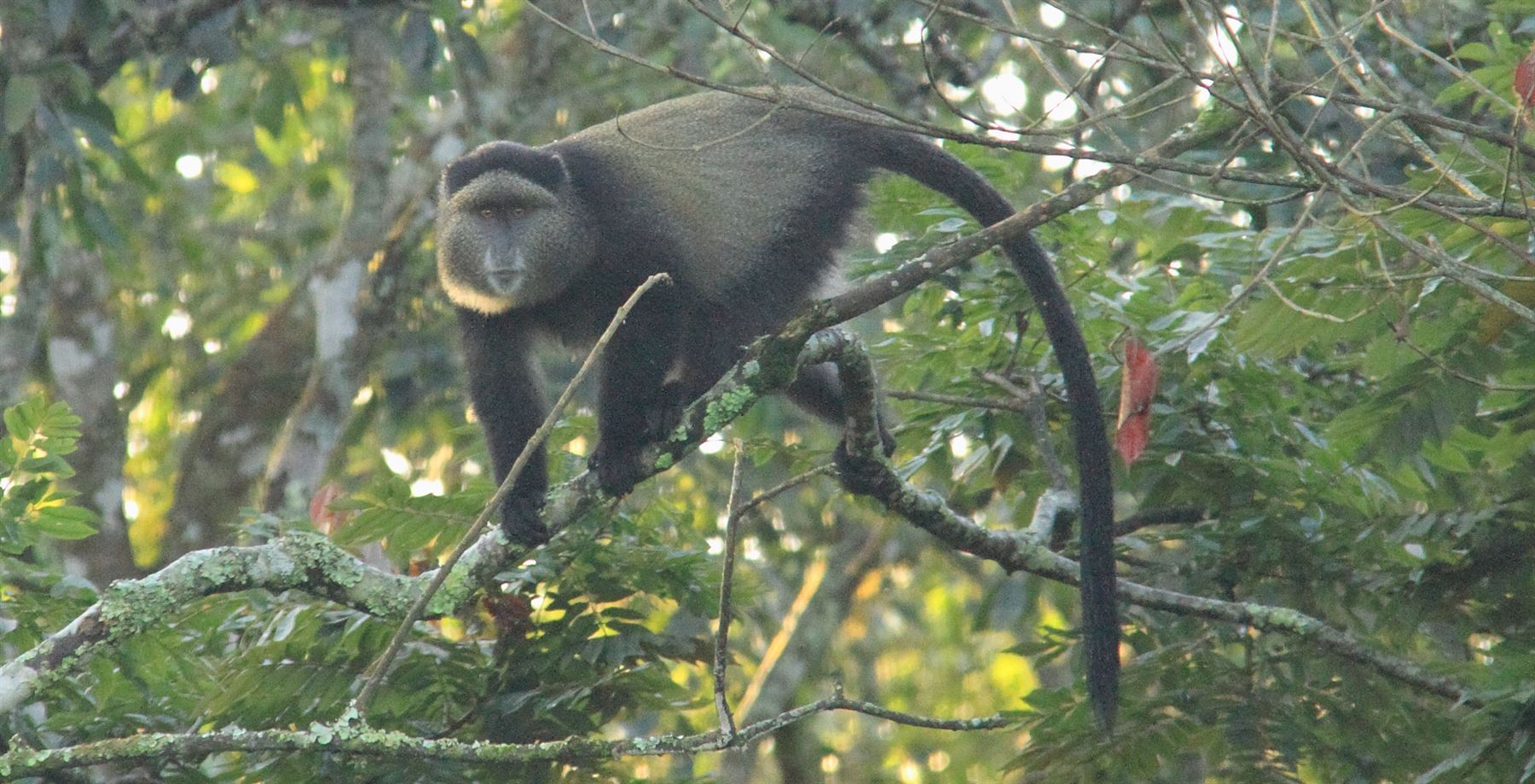 3days-nyungwe-primates-safari