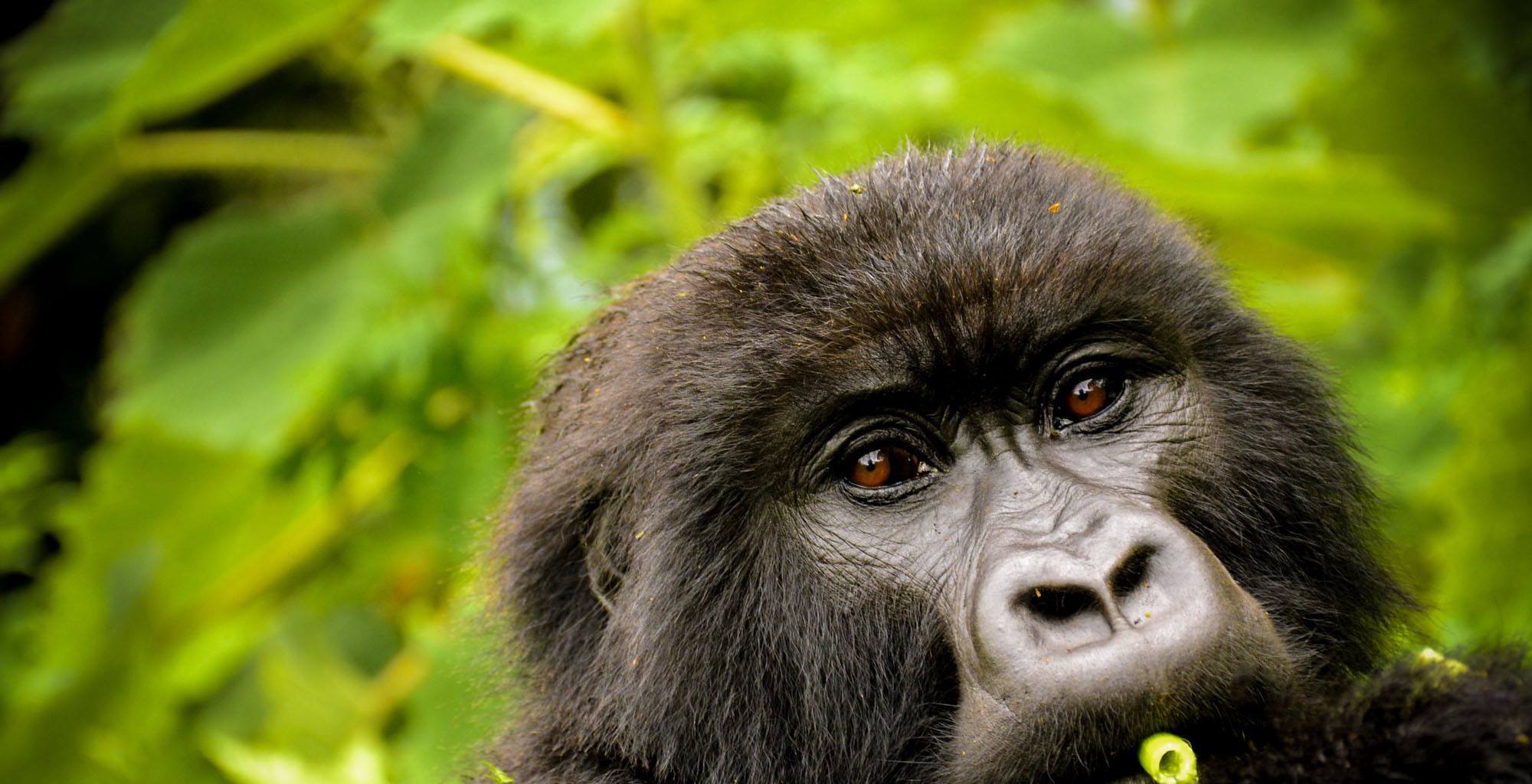 2days-rwanda-gorilla-trekking