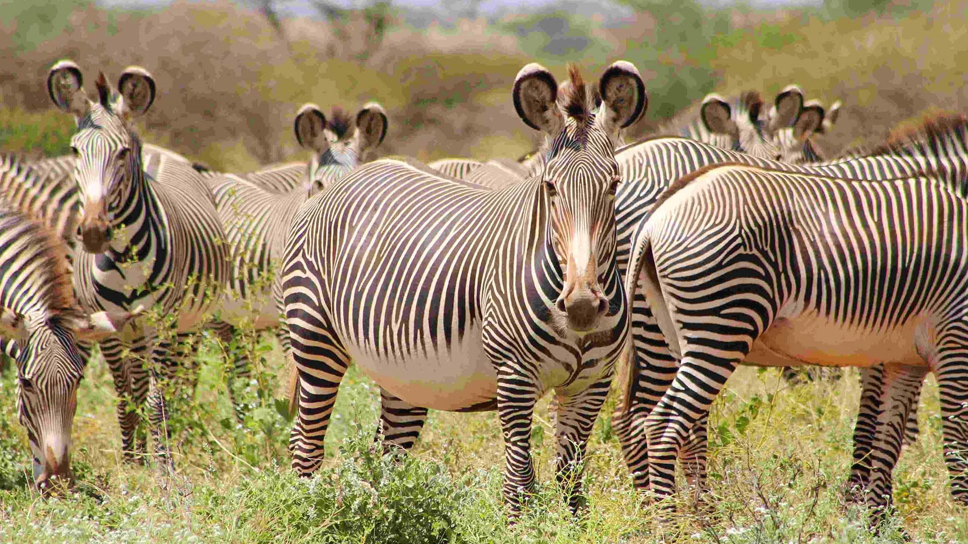 9days-mount-kenya-samburuandmasai-mara-safari