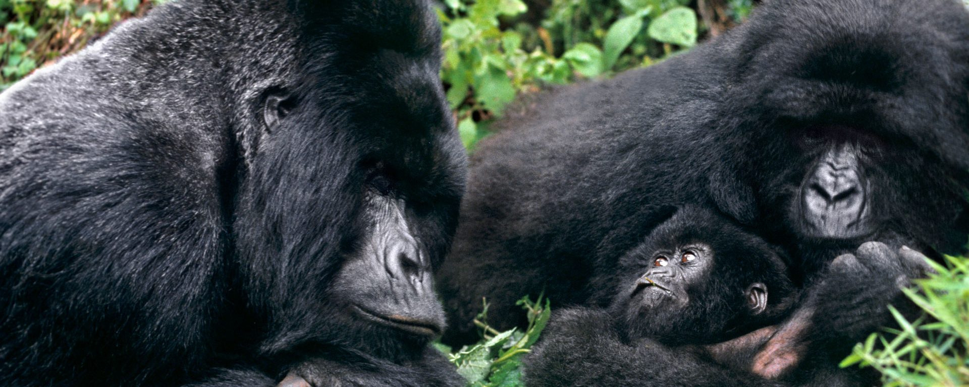 9days-bestofuganda-chimps-gorillasandwildlife-safari