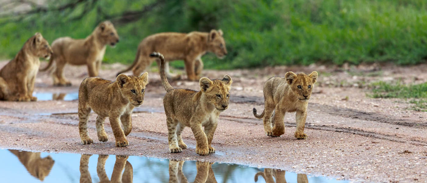 8days-true-botswana-lion-king-adventure